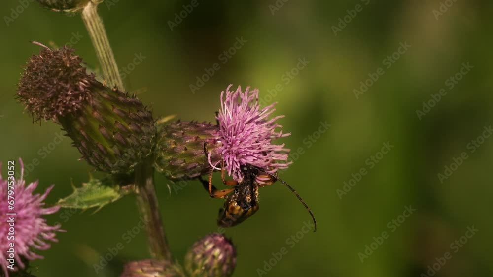 A spotted longhorn (Rutpela maculata) foraging on thistle flower. A spotted longhorn (Rutpela maculata) foraging on thistle flower.