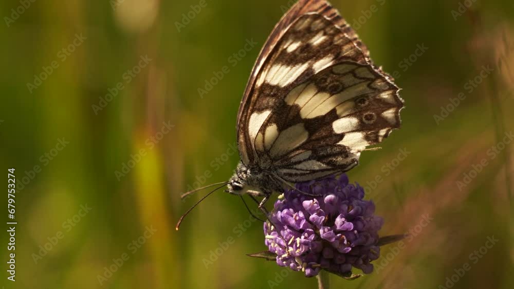 A marbled white (Melanargia galathea) foraging on a purple flower in the Alps A marbled white (Melanargia galathea) foraging on a purple flower in the Alps