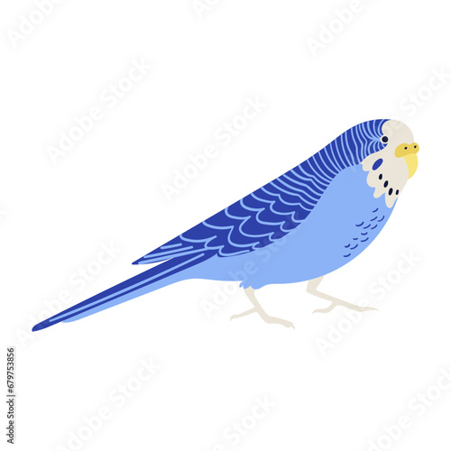 Budgerigar Parrot