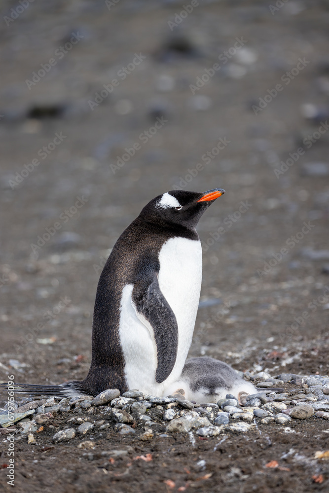 Naklejka premium Gentoo Penguin And Chick - 7867