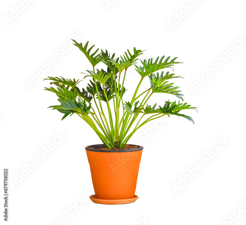 Beautiful Philodendron Xanadu plant in clay potted isolated on transparent background, png file