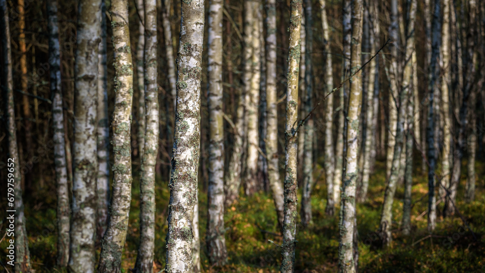 BIRCH FOREST - Nature landscape in autumn BIRCH FOREST - Nature landscape in autumn