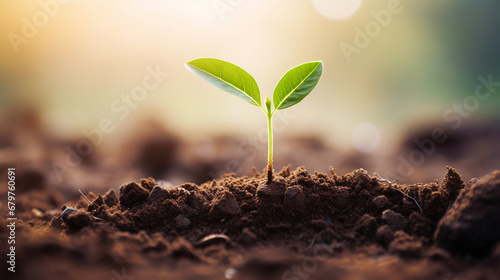 A green plant growing in good soil. Young sprouts, seedlings grow.Generative AI