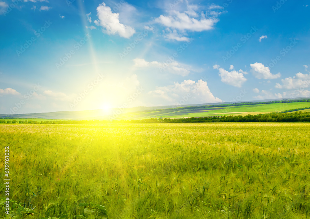 Obraz premium Green wheat field and vibrant sunrise.