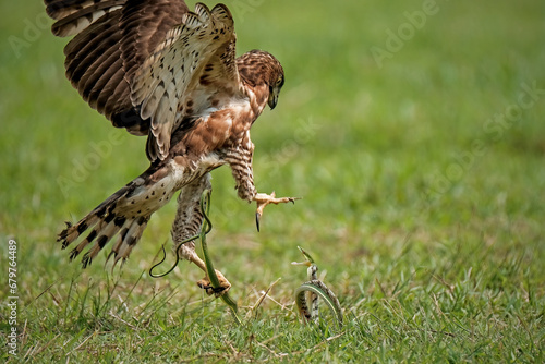 Crested Goshawk bird fighting with snake on the green grass