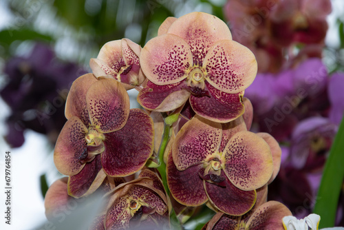 orchidee tiger