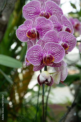 amazing ochid