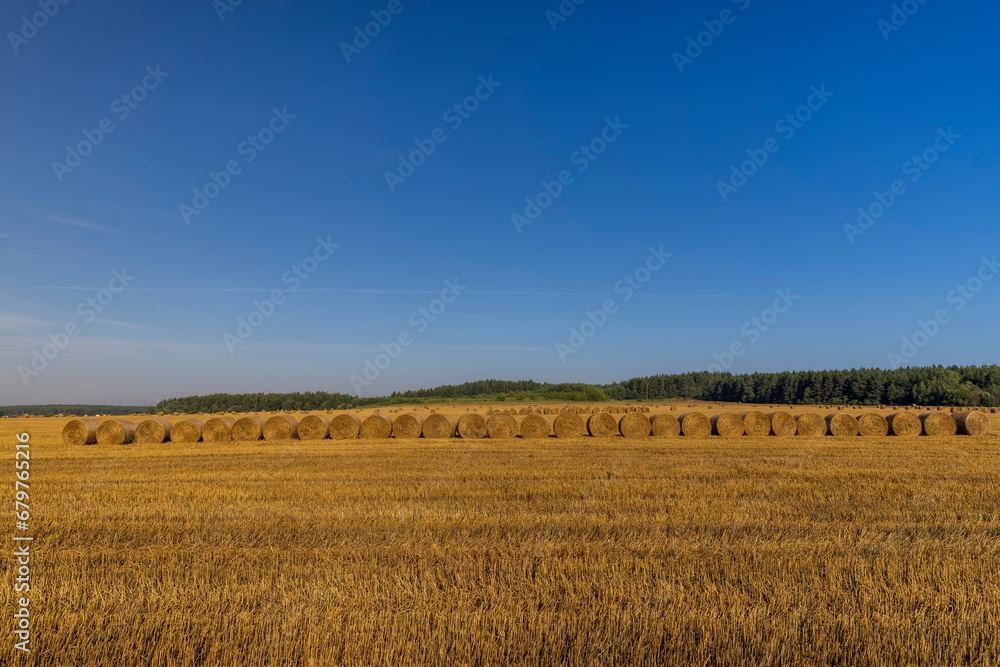 stacks of wheat straw in the field after harvest