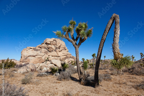 Branches Joshua Tree Yucca Brevifolia Mojave Desert Joshua Tree National Park California