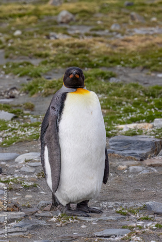King Penguin - 1099