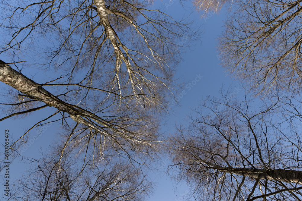 leafless deciduous trees in the spring season leafless deciduous trees in the spring season