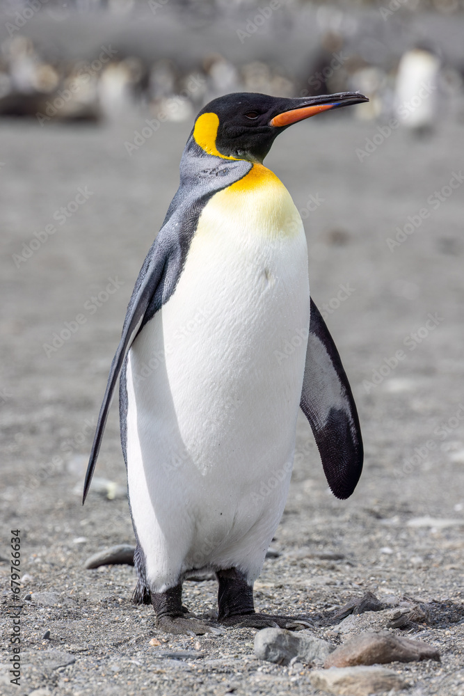 Fototapeta premium King Penguin - 1141