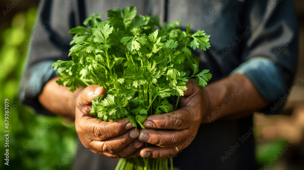 close-up of parsley in hands.Generative AI close-up of parsley in hands.Generative AI