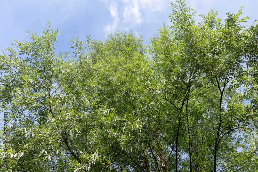 Obraz premium beautiful silver willow tree foliage with green foliage