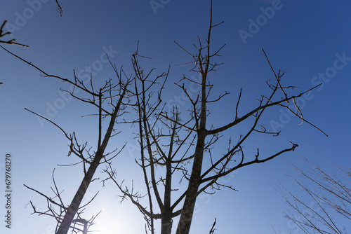 holly maple branches without foliage in the spring season