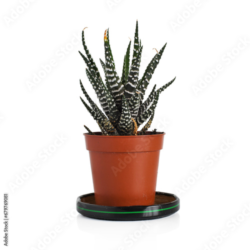 Succulent Haworthia fasciata in a small brown pot