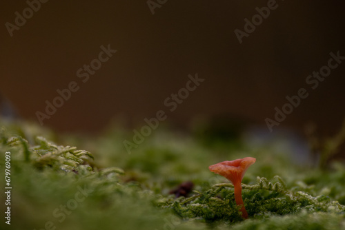 Kleiner Pilz im Wald