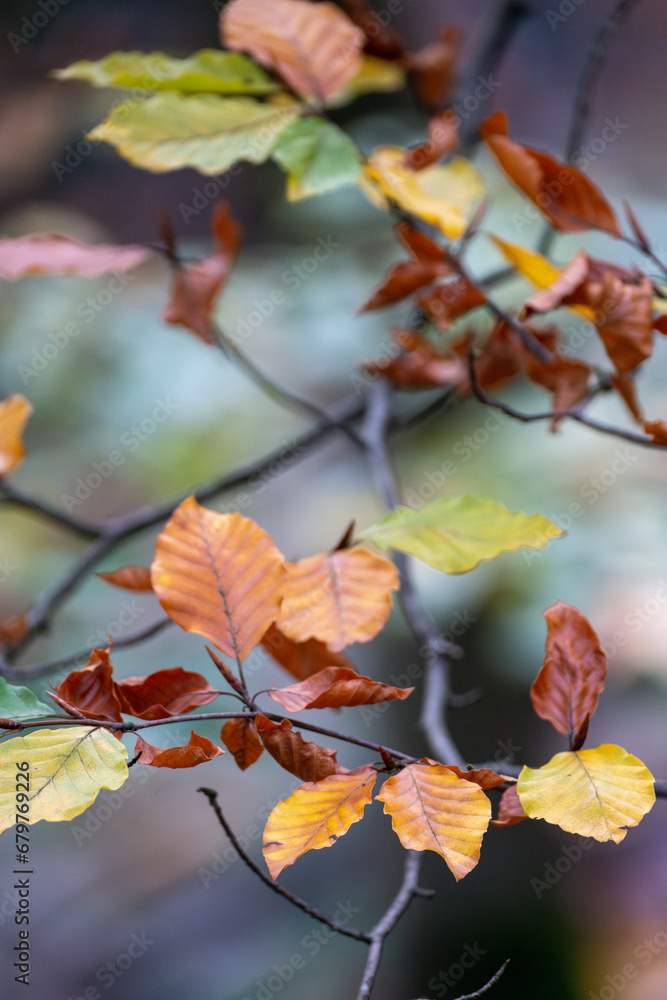 Herbstblätter Herbstblätter