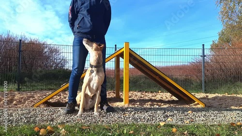 Woman trains with a young mongrel dog on dog training field.  Girl and crossbreed pet do tricks. Dog training. Cute dog runs up to its owner, sits down next to it, and runs around the person’s legs.