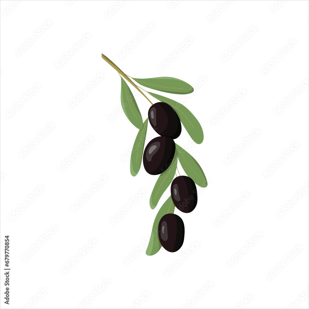 Black branch of olives for design of natural cosmetics, olive oil, and medicine. Olives branch vector icons, black olive fruits, and leaves. Italian, Greek, or Mediterranean cuisine Black branch of olives for design of natural cosmetics, olive oil, and medicine. Olives branch vector icons, black olive fruits, and leaves. Italian, Greek, or Mediterranean cuisine