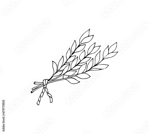 Bay leaf plant with leaves. Hand drawn bay leaf plant. Vector illustration isolated on white background. Bay laurel leaves.  Aromatic herb for cooking and food seasoning.