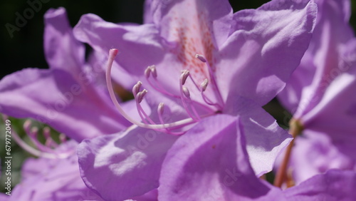 Impressionen vom Azaleen- und Rhododendronpark Kromlau mit der Rakotzbrücke