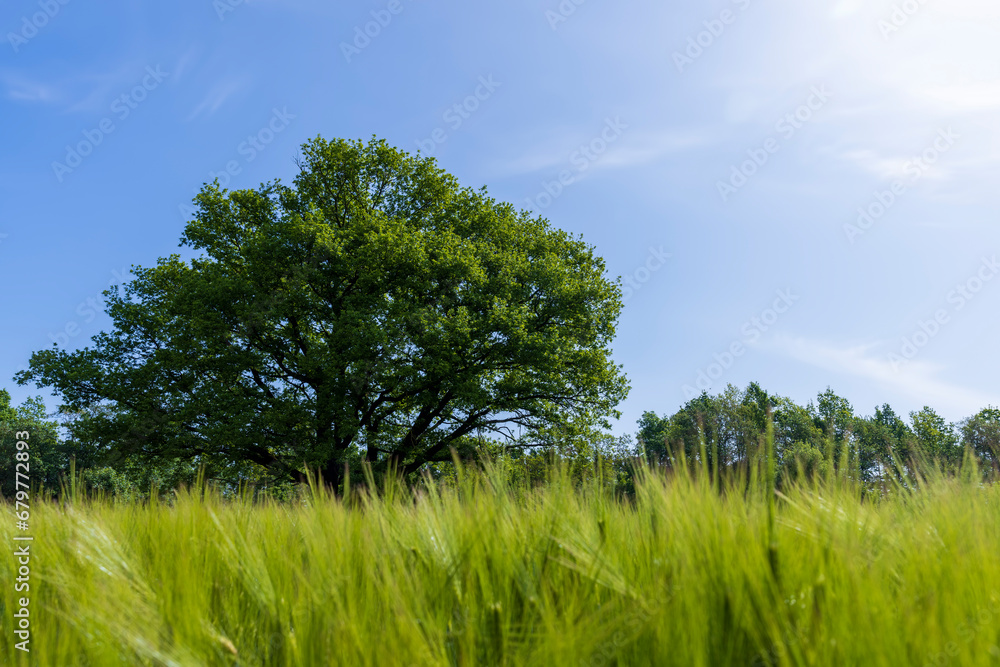 a lonely oak with green foliage in the summer a lonely oak with green foliage in the summer