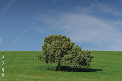 Árbol Solitario en Pradera de Andalucía, España