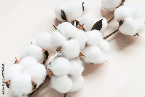 cotton flowers on a branch on a beige background