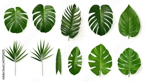 Beautiful Different Tropical Green Leaves Isolated on Transparent Background