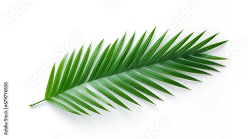 Green leaves of nipa palm or mangrove palm( Nypa fruticans) tropical evergreen plant isolated on white background. photo