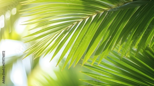 Palm leaves wallpaper. Sunny tropical background © AL