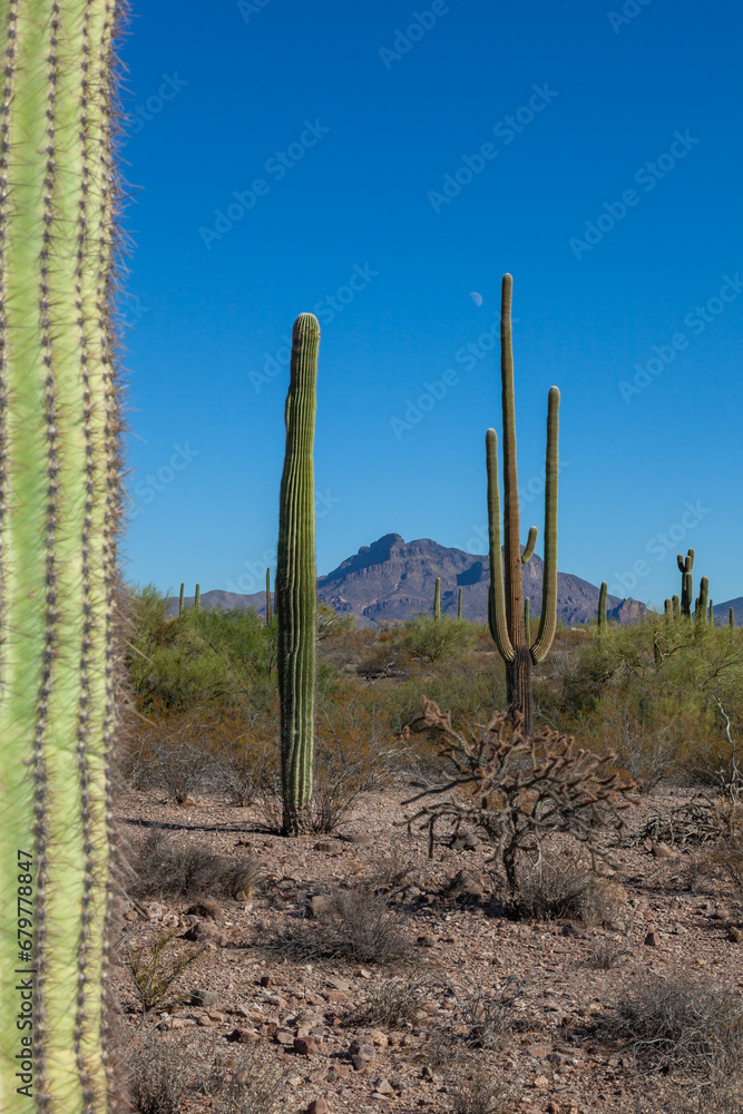 Carnegiea gigantea in desert, Organ pipe national park, Arizona - large cactus