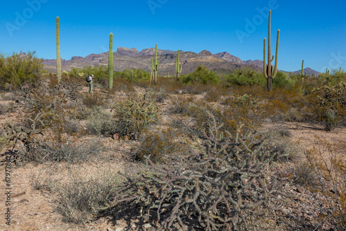 Organ pipe national park, Arizona - cactus in the desert, Stenocereus thurberi photo