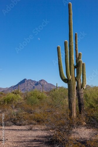 Carnegiea gigantea in desert, Organ pipe national park, Arizona - large cactus © SVDPhoto