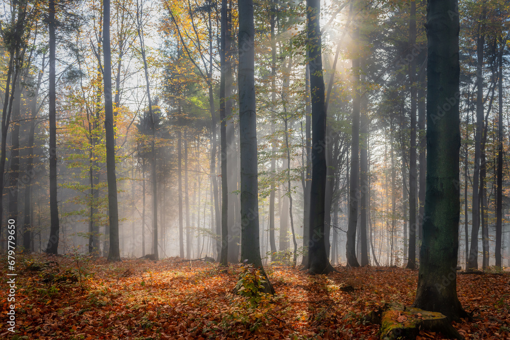 zamglony jesienny las pełen ciepłych promieni wschodzącego słońca - obrazy, fototapety, plakaty 
