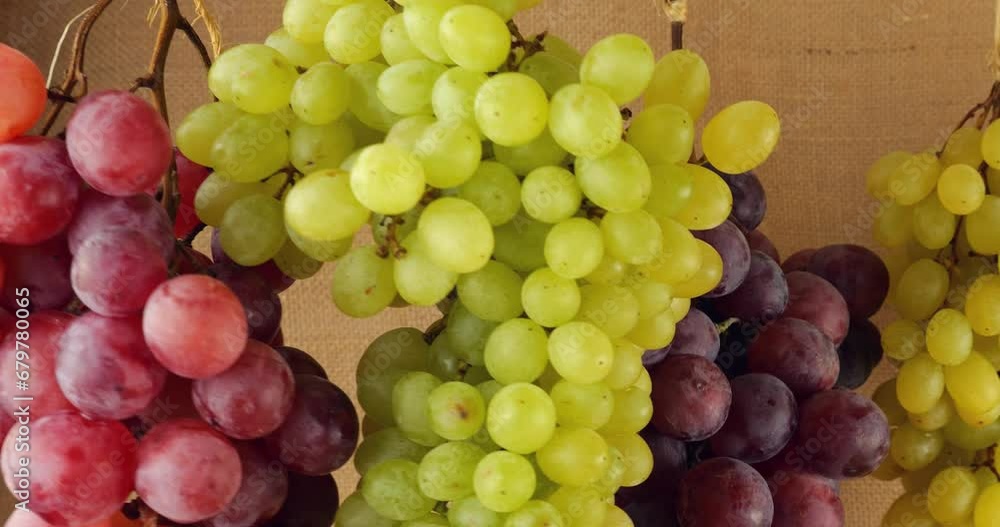 Multi-colored bunches of grapes on a background of burlap. Multi-colored bunches of grapes on a background of burlap.