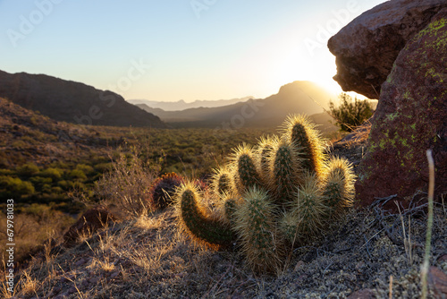 Golden sunset light illuminates Echinocereus sp. cactus in Saguaro National Park