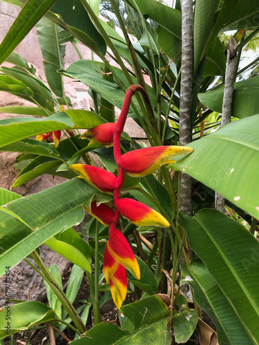 Hanging Lobster Claw plant  photo