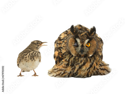figurative picture of a portrait of an owl and a lark isolated photo