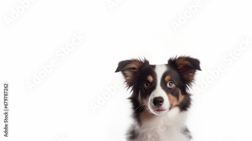 Funny portrait cute puppy dog border collie on white background, close up. Lovely dog  © Karol