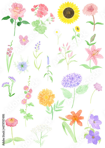Planche d'illustrations à l'aquarelle de fleurs d'été
