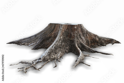Stump dead tree isolated on white background. This has clipping path. © Sanit