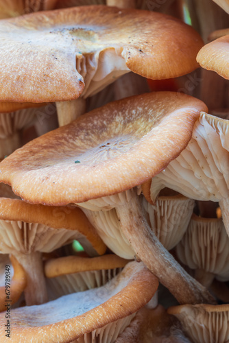 Mushrooms in the field