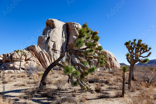 Branches Joshua Tree Yucca Brevifolia Mojave Desert Joshua Tree National Park California photo