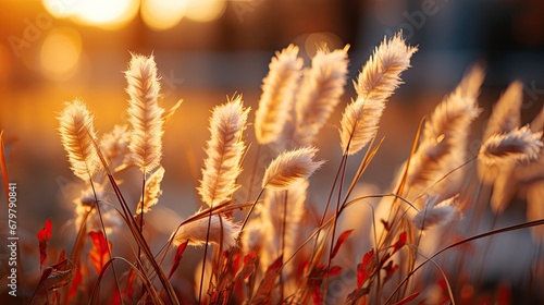  a close up of a bunch of grass with the sun in the background and a blurry image of the grass in the foreground.