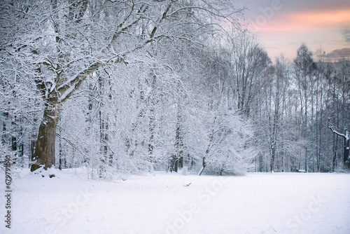 Krajobraz, zimowe drzewa w parku