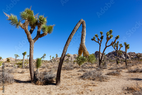 Yucca Tree (Yucca brevifolia) in the Mountains, California