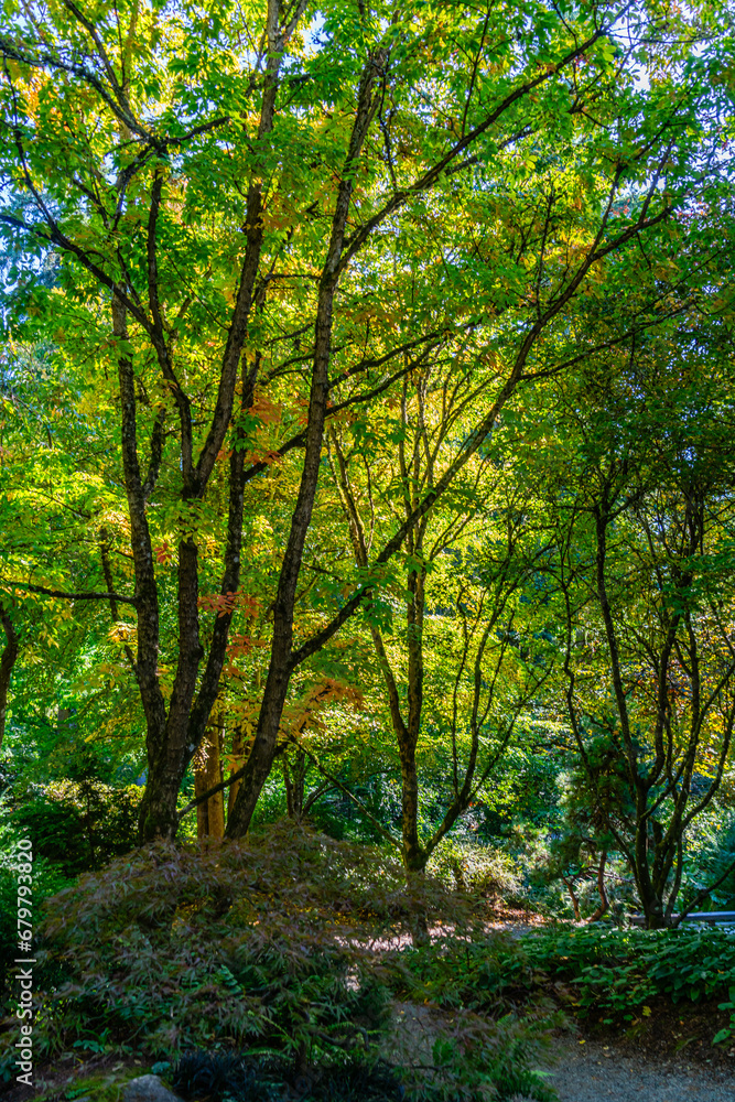 Bellevue Arboretum Trees