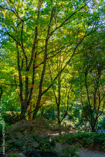 Fototapeta Naklejka Na Ścianę i Meble -  Bellevue Arboretum Trees
